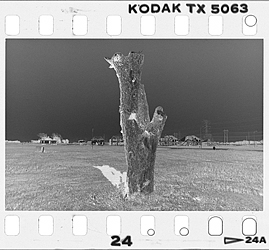 Kodak 35mm TX400 Tri-X 400 Black and White B&W Negative Film Drum Scan Full Frame